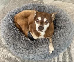 Lost Male Dog last seen Indian Trail.  Edwards Road off Wade Hampton , Taylors, SC 29687