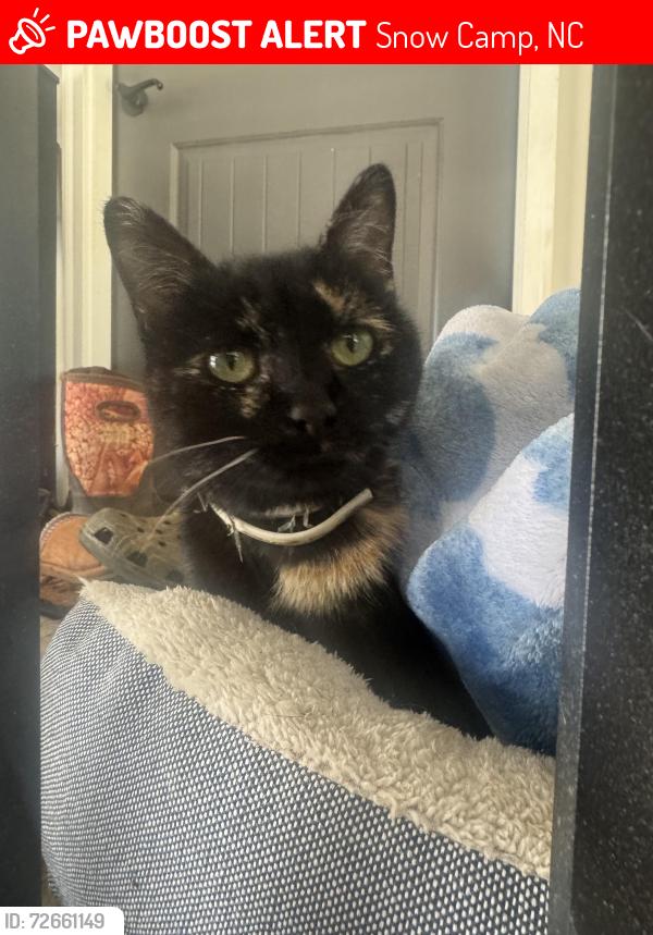 Lost Female Cat last seen Greensboro chap hill rd and Coble mill rd snow camp, Snow Camp, NC 27349