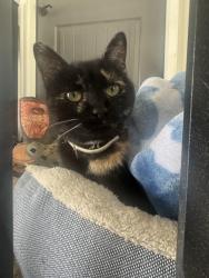 Lost Female Cat last seen Greensboro chap hill rd and Coble mill rd snow camp, Snow Camp, NC 27349