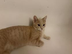 Lost Male Cat last seen Yountown, Louisville, KY 40272