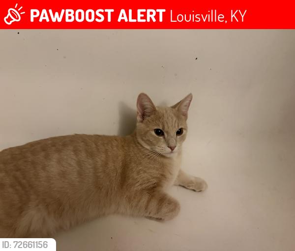 Lost Male Cat last seen Yountown, Louisville, KY 40272