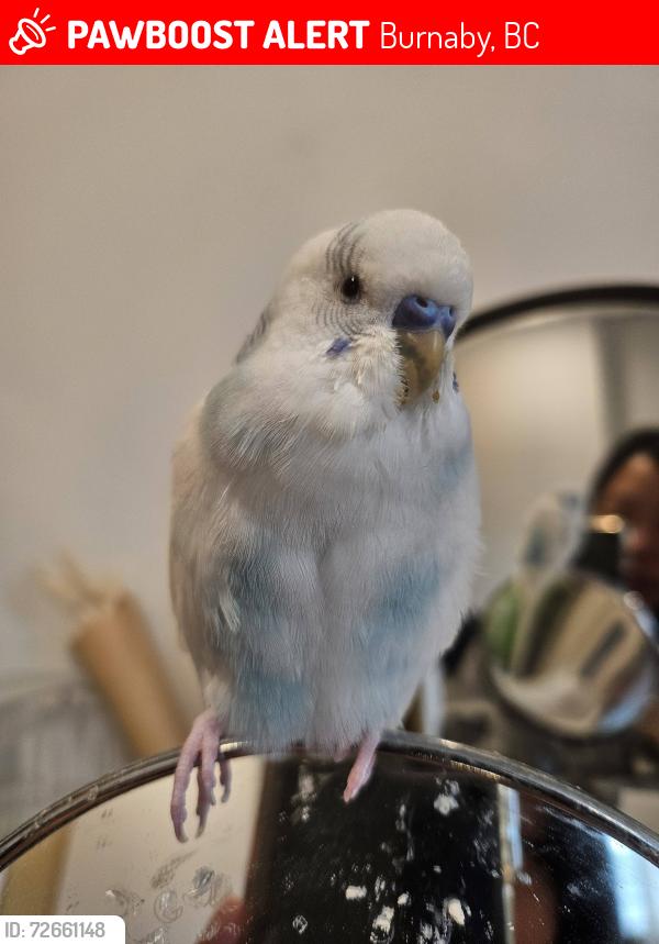 Lost Male Bird last seen 18th Avenue & Mary Avenue, Burnaby, BC, Canada, Burnaby, BC 