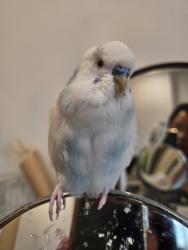 Lost Male Bird last seen 18th Avenue & Mary Avenue, Burnaby, BC, Canada, Burnaby, BC 