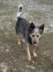 Lost Male Dog last seen Crocker 661A, Arcadia, FL 34266