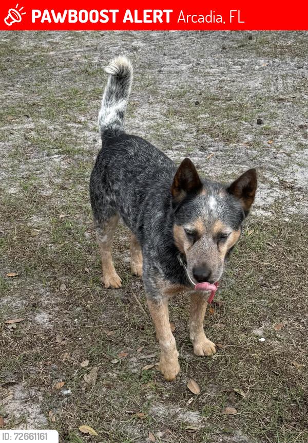 Lost Male Dog last seen Crocker 661A, Arcadia, FL 34266