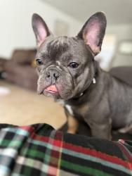 Lost Male Dog last seen West avenue , San Antonio, TX 78213