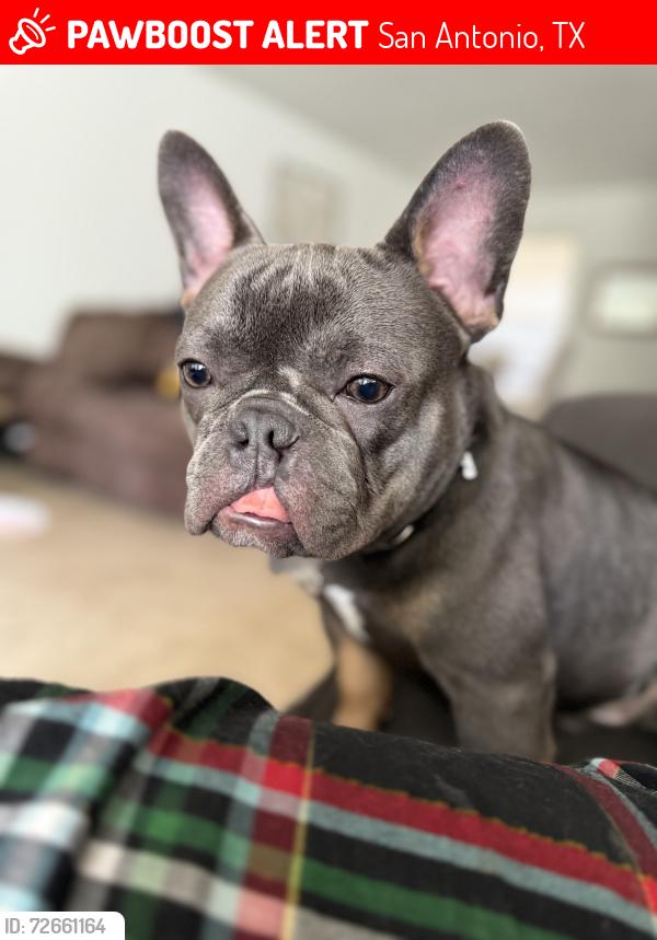 Lost Male Dog last seen West avenue , San Antonio, TX 78213