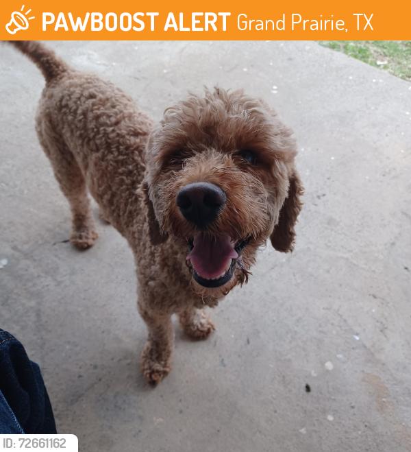 Found/Stray Male Dog last seen NE 28th St and Johnson St., Grand Prairie, TX 75050