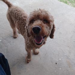 Found/Stray Male Dog last seen NE 28th St and Johnson St., Grand Prairie, TX 75050
