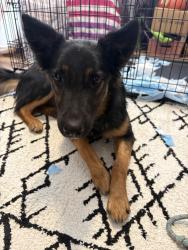 Found/Stray Female Dog last seen Bluff Rd and Los Angeles , Montebello, CA 90660