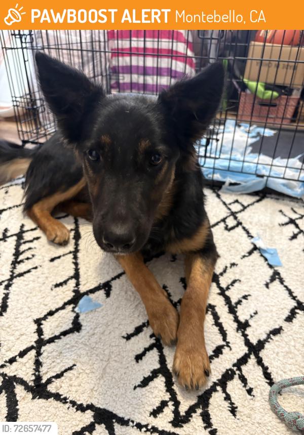 Found/Stray Female Dog last seen Bluff Rd and Los Angeles , Montebello, CA 90660
