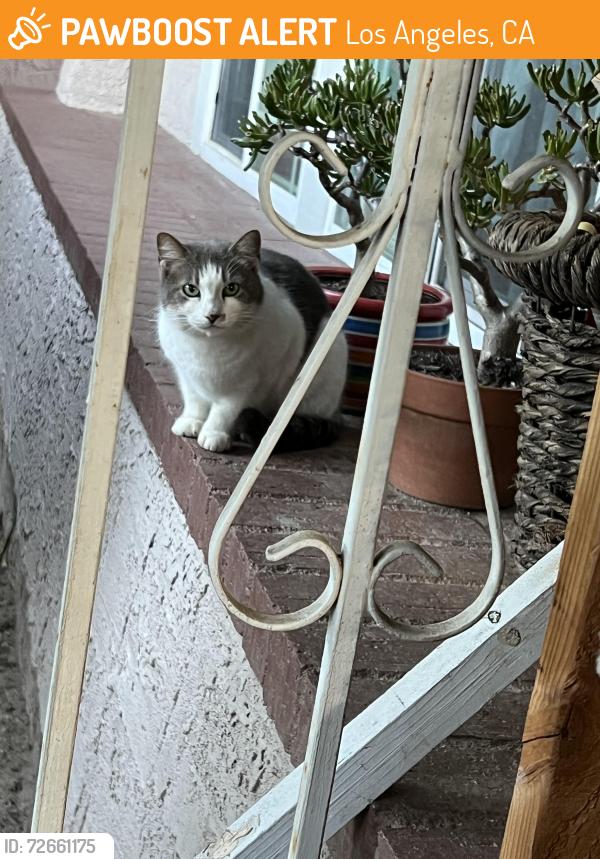 Found/Stray Unknown Cat last seen Balboa/ woodley, Los Angeles, CA 91344