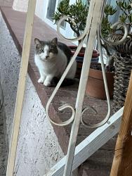 Found/Stray Unknown Cat last seen Balboa/ woodley, Los Angeles, CA 91344