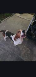 Found/Stray Male Dog last seen Wilderock, Corpus Christi, TX 78414