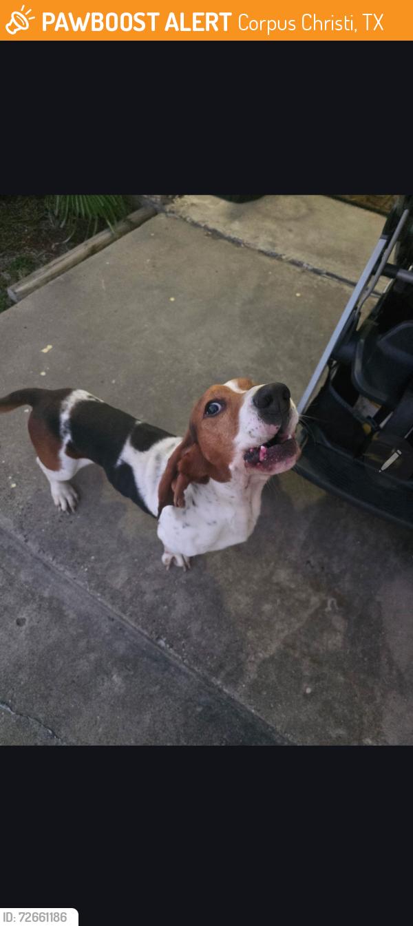 Found/Stray Male Dog last seen Wilderock, Corpus Christi, TX 78414