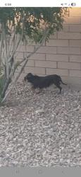 Found/Stray Unknown Dog last seen Cadence Crest near Mowhawk Dr, Henderson, NV 89011