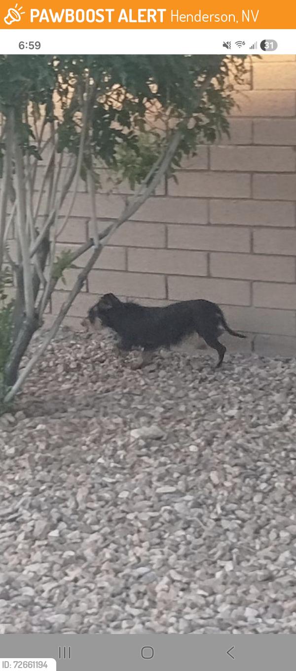 Found/Stray Unknown Dog last seen Cadence Crest near Mowhawk Dr, Henderson, NV 89011