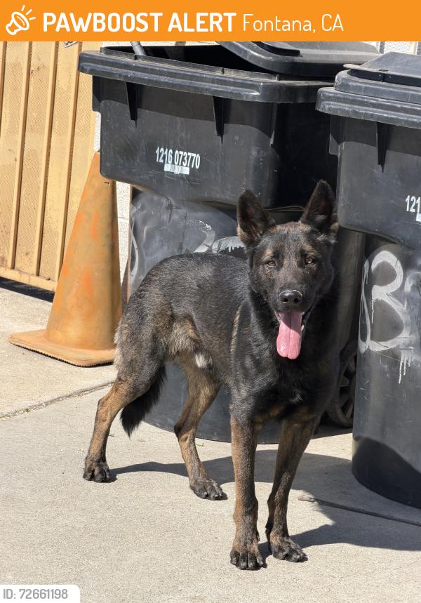 Found/Stray Male Dog last seen Seville fontana 9235, Fontana, CA 92335