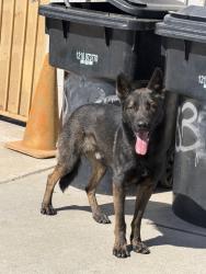 Found/Stray Male Dog last seen Seville fontana 9235, Fontana, CA 92335