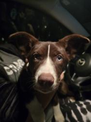 Found/Stray Female Dog last seen Near Arlington middle school, Jacksonville, FL 32211
