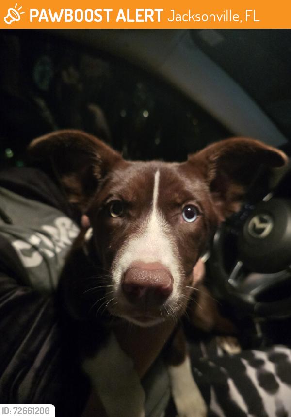 Found/Stray Female Dog last seen Near Arlington middle school, Jacksonville, FL 32211