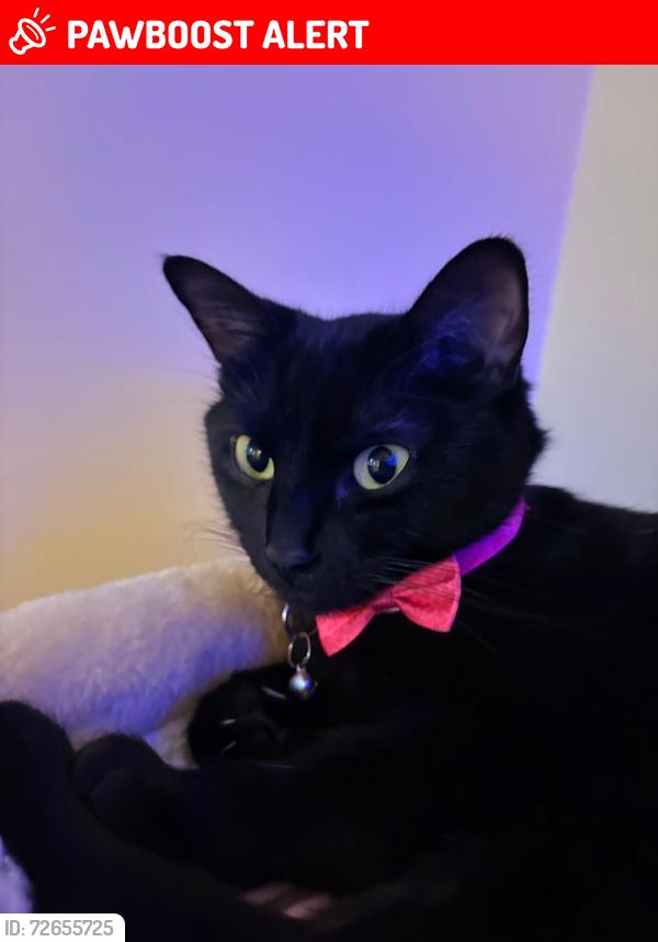 Lost Female Cat last seen Dairy Queen Port Moody , Port Moody, BC V3H 4W1