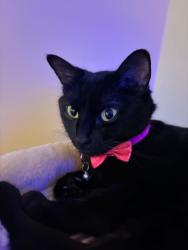 Lost Female Cat last seen Dairy Queen Port Moody , Port Moody, BC V3H 4W1