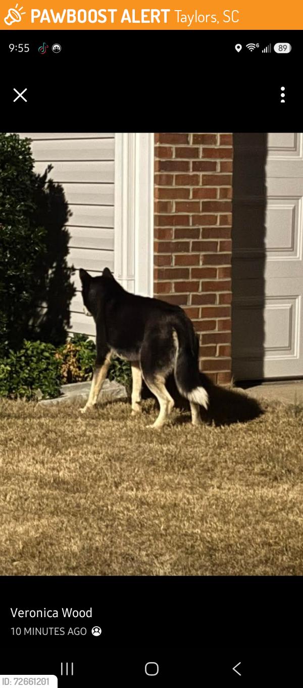 Found/Stray Unknown Dog last seen Roberts Rd , Taylors, SC 29687