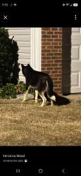Found/Stray Unknown Dog last seen Roberts Rd , Taylors, SC 29687