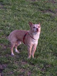 Found/Stray Male Dog last seen Southfork MHC, Wylie, TX, Wylie, TX 75098