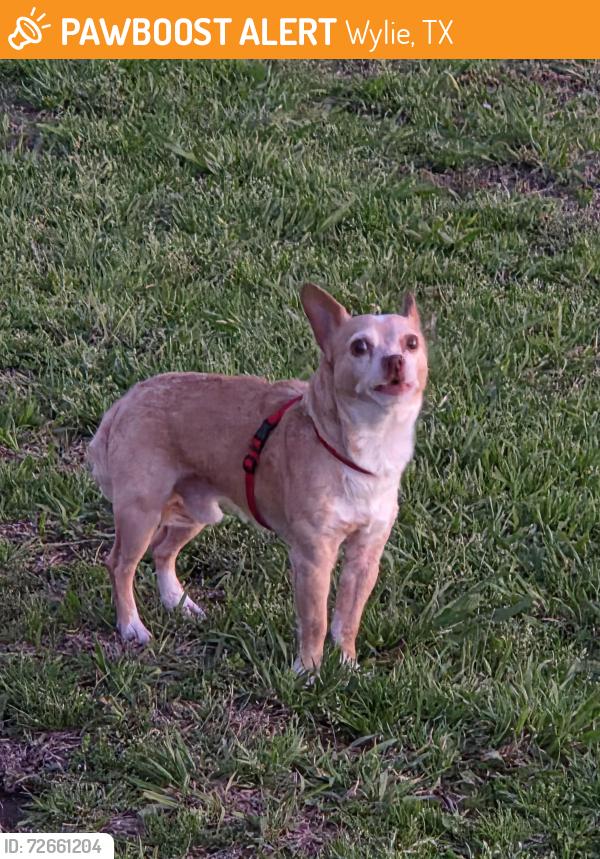 Found/Stray Male Dog last seen Southfork MHC, Wylie, TX, Wylie, TX 75098