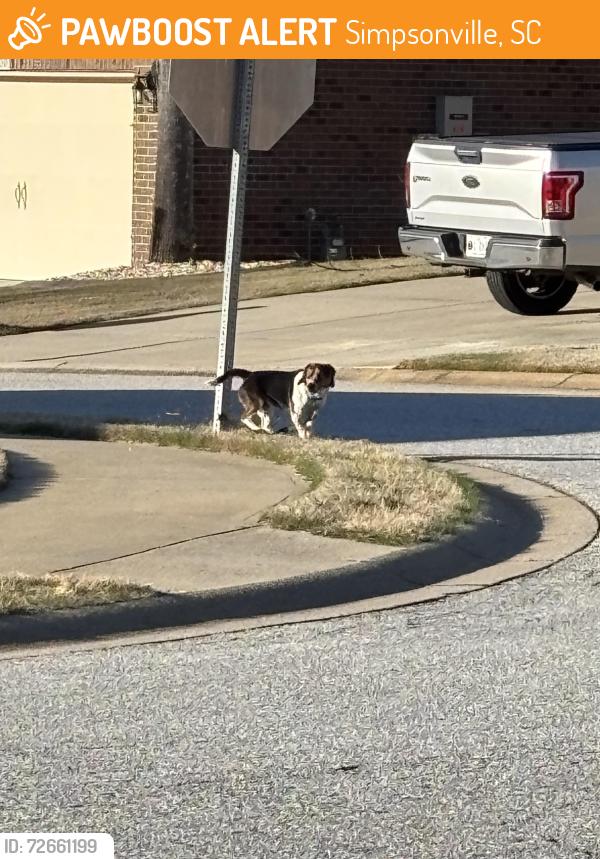 Found/Stray Unknown Dog last seen Scottish Ave culdesac, Simpsonville, SC 29680