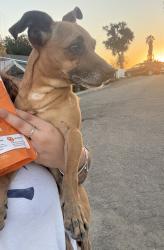 Found/Stray Male Dog last seen Mount Vernon School, Lemon Grove, CA 91945