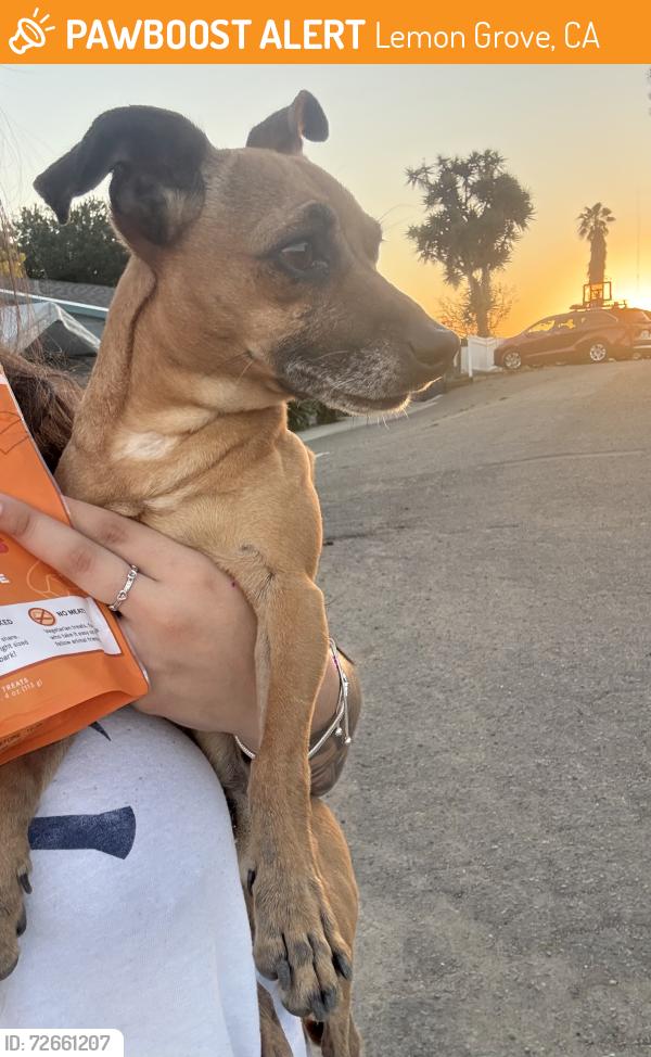 Found/Stray Male Dog last seen Mount Vernon School, Lemon Grove, CA 91945