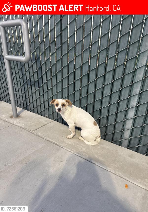 Lost Male Dog last seen Youth Athletic Conplex , Hanford, CA 93230