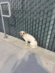Lost Male Dog last seen Youth Athletic Conplex , Hanford, CA 93230