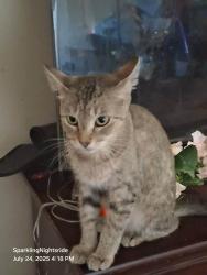 Lost Female Cat last seen Heritage pointe apmts, Clarksville, TN 37042