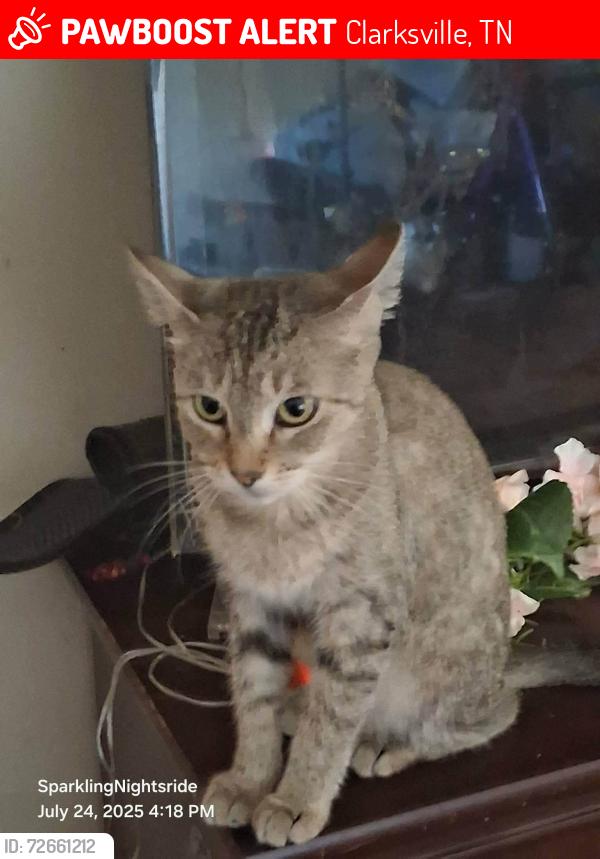 Lost Female Cat last seen Heritage pointe apmts, Clarksville, TN 37042