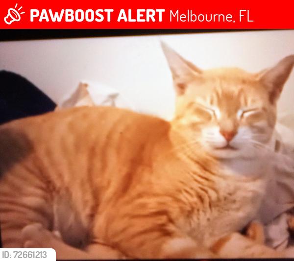 Lost Male Cat last seen Babcock , Melbourne, FL 32901