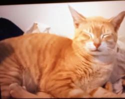 Lost Male Cat last seen Babcock , Melbourne, FL 32901