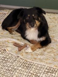 Lost Male Dog last seen Woodlake Parkway and Gibbs Sprawl Road, San Antonio, TX 78218