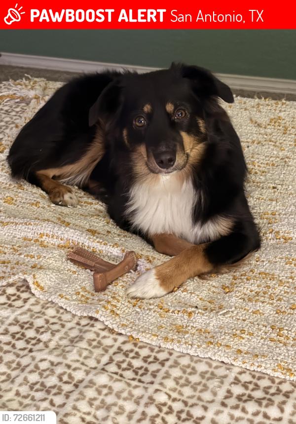 Lost Male Dog last seen Woodlake Parkway and Gibbs Sprawl Road, San Antonio, TX 78218