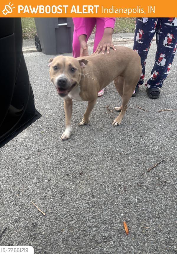 Found/Stray Female Dog last seen 38th and Post, Indianapolis, IN 46226