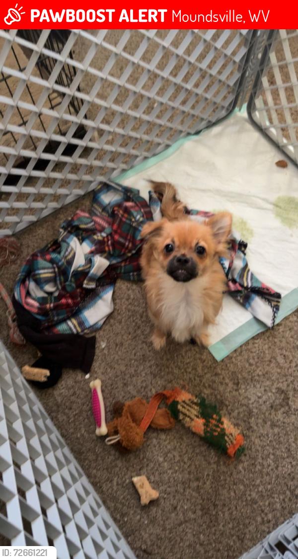 Lost Male Dog last seen Smith mart graveyard , Moundsville, WV 26041