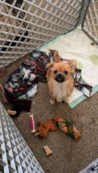 Lost Male Dog last seen Smith mart graveyard , Moundsville, WV 26041
