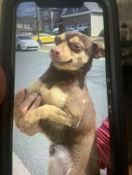 Lost Male Dog last seen John price rd, Charlotte, NC 28273