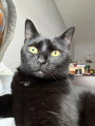 Lost Female Cat last seen Monmouth way, Clifton Park, NY 12065