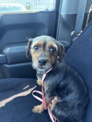 Found/Stray Male Dog last seen Lamar University Softball Field, Beaumont, TX 77705