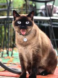 Lost Male Cat last seen California and Lincoln Street. North Berkeley, Berkeley, CA 94703