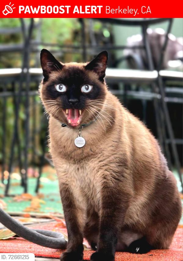Lost Male Cat last seen California and Lincoln Street. North Berkeley, Berkeley, CA 94703